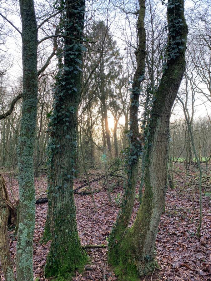 'T Holten Huus - Puur Genieten In Het Bos. Norg Eksteriør billede