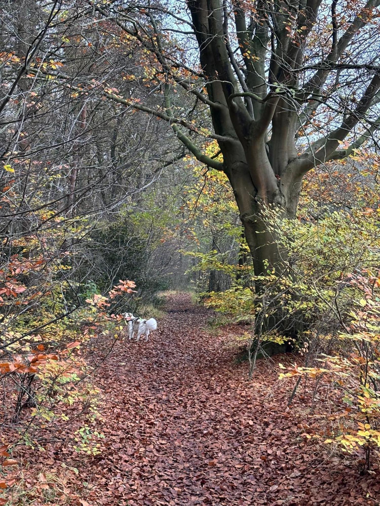 'T Holten Huus - Puur Genieten In Het Bos. Norg Eksteriør billede